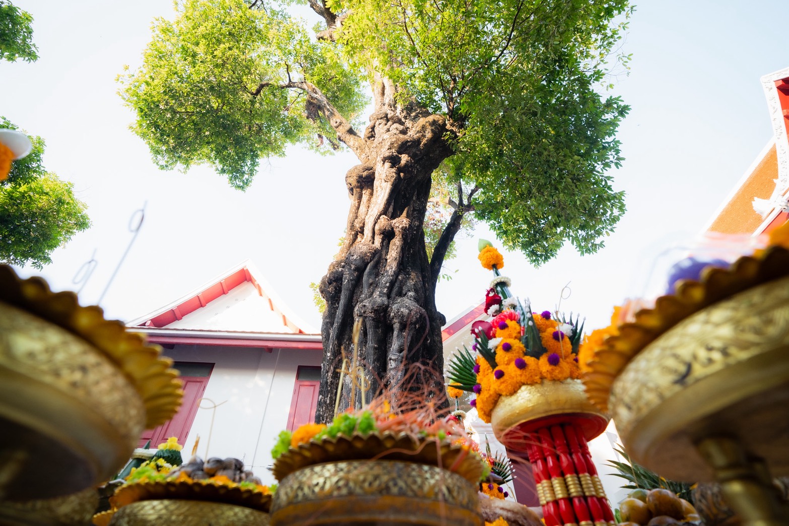 “วัดอรุณฯ” ปรับภูมิทัศน์ “ต้นอินจันทร์” ยุค “พระเจ้าตากสิน”